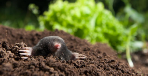 Comment se débarrasser efficacement des taupes dans son jardin ? - Coffia